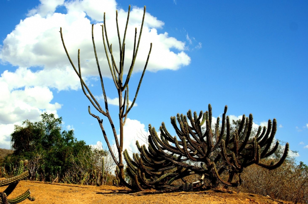 A Casa Da Asa Branca O Dia Da Caatinga